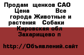 Продам ,щенков САО. › Цена ­ 30 000 - Все города Животные и растения » Собаки   . Кировская обл.,Захарищево п.